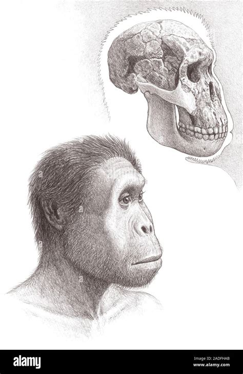 Homo rudolfensis. Artist's impression of the skull and face of the tool ...