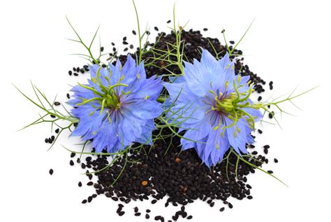 Nigelle Nigella Sativa Les Bienfaits De Ses Graines