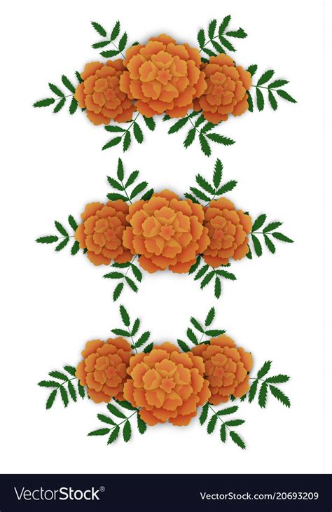 Marigold flower design elements Royalty Free Vector Image