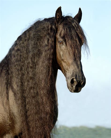 Up Close Friesian