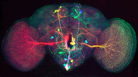 El Primer Mapa En D De La Red Neuronal Del Cerebro Revela Estructuras