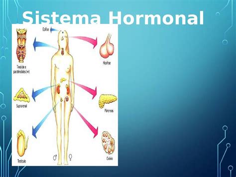 Sistema Hormonal Dra Xmed Udocz