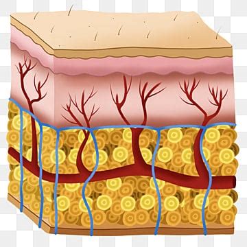 Capas De La Piel PNG Imágenes Transparentes Pngtree