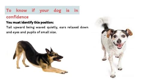 Understand your Dogs Behavior & Body Language