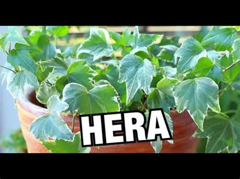 COMO CUIDAR DA PLANTA HERA YouTube