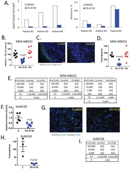 Inhibition Of Fak Kinase Activity Preferentially Targets Cancer Stem