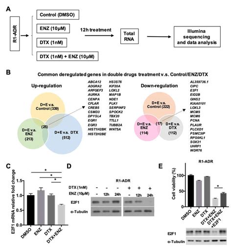 Differential Gene Expression In Response To DTX ENZ Combined Treatment