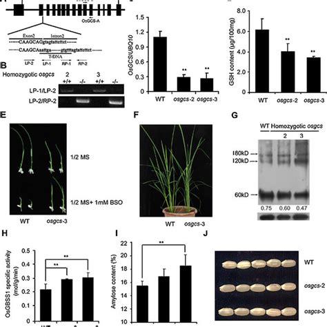 Effects Of Dtt And Nadp On Osgbss Oligomerization And Specific Enzyme