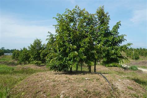 Budidaya Durian Dengan Teknik Segitiga Trubus