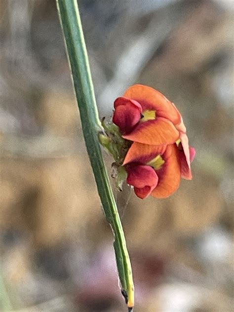 Daviesia Alata From Brisbane Water National Park Patonga NSW AU On