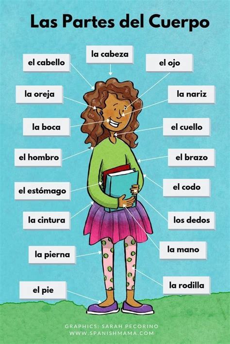 Spanisch Vokabeln Der Körper Learning spanish for kids Body parts