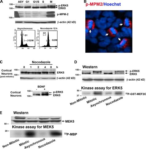 Erk Is Activated During G M Phases Of The Cell Cycle A Erk Is