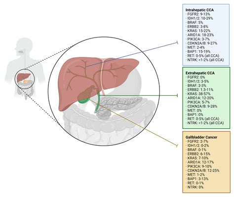 Cancers Free Full Text Precision Oncology Targets In Biliary Tract