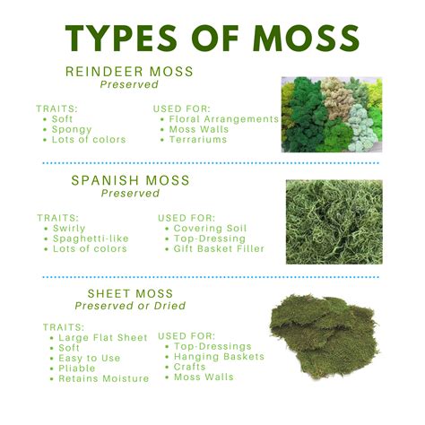 Guide To Moss Great Growins