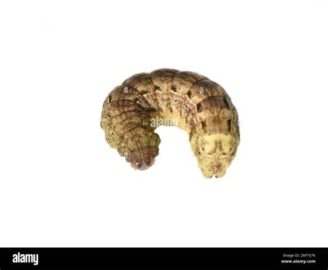 Fat caterpillar Cut Out Stock Images & Pictures - Alamy