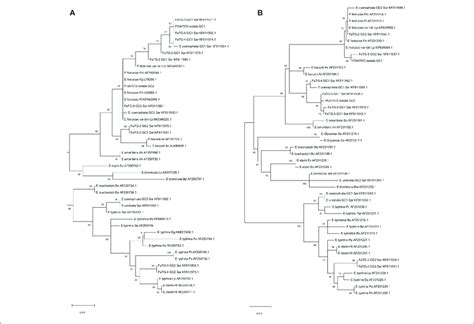 Phylograms Derived From Maximum Likelihood ML Analysis And