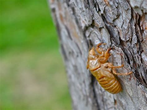 Hyper Sexualized Zombie Cicadas May Spread Stds In Il Emergence