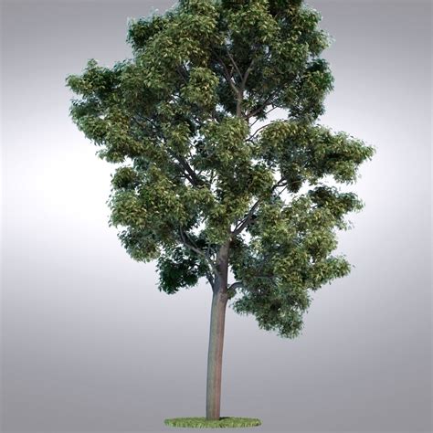 Hi Realistic Series Tree 102 3d Model 29 Fbx Obj Max Free3d