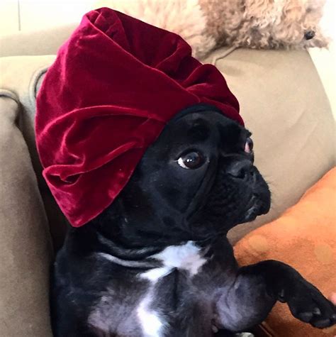 IMPORTANT! Lady Gaga's Dog Has Her Own Instagram Account Now