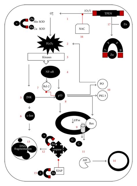 Proposed Scheme Of TPEN Induced Apoptosis In Jurkat Cell Line And ALL