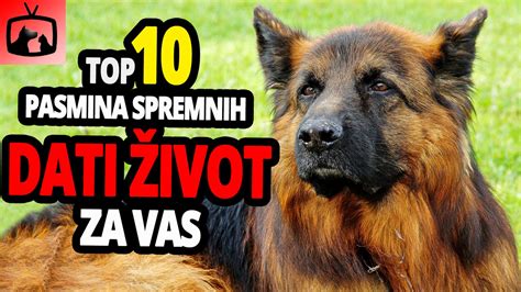 Psi Koji Su Spremni Dati Život Za Vas Top 10 Pasmina Pasa Koje Bi