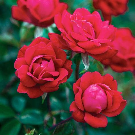 3 Gal Double Red Knock Out Rose Bush Reblooming Disease Resistant