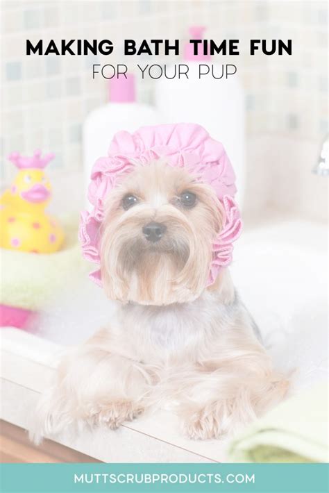 Why Dogs Go Crazy After A Bath