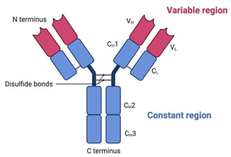 Antibody Structure And Function Flashcards Quizlet