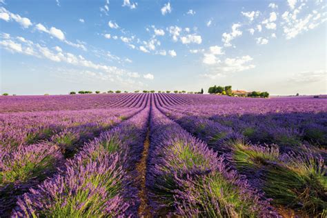 Lavender Field And Farm At Sunrise Traditional Provence Rural L