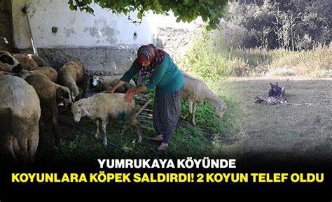 Yumrukaya K Y Nde Koyunlara K Pek Sald Rd Koyun Telef Oldu Bolu Olay