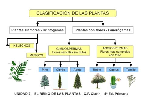 Educar Es Aprender Mil Veces 3 Proyecto 6º En La Jungla