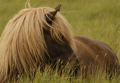 Icelandic Horse Icelandic Horse Near Lake Hop North Icel Neil D