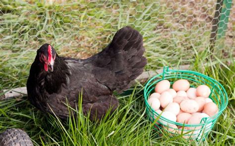 Why Do Chickens Lay Unfertilized Eggs LearnPoultry