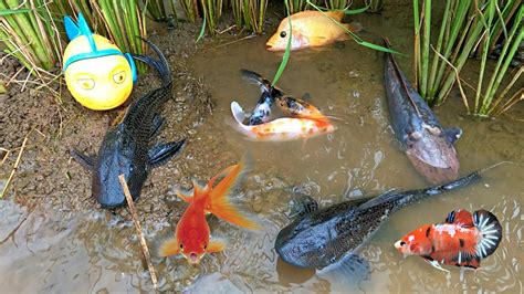 Menemukan Perangkap Dan Mancing Ikan Channa Ikan Koi Dan Ikan Cupang