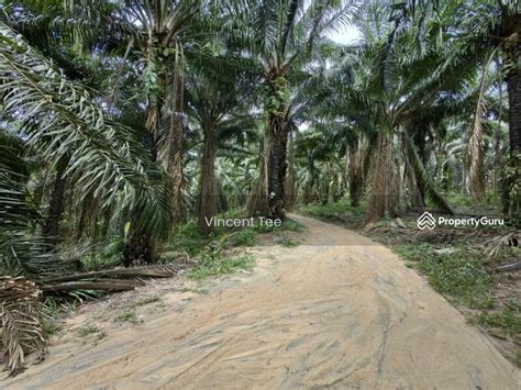 Acres Freehold Oil Palm Jelebu Titi Kuala Klawang Taman Jelebu