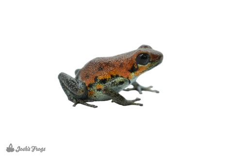 Oophaga Pumilio Nicky Strawberry Poison Dart Frog Captive Bred