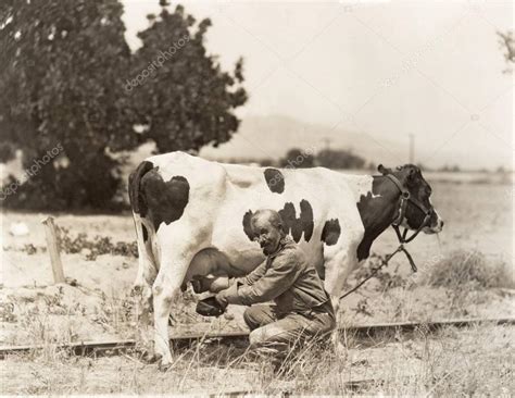 Man Milking Cow — Stock Photo © Everett225 130178716