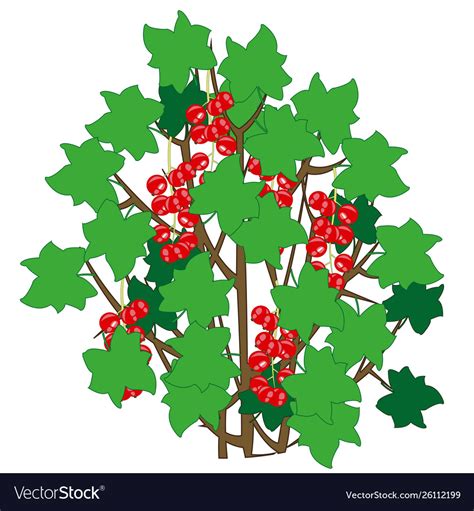 Bush With Ripe Berry Red Royalty Free Vector Image