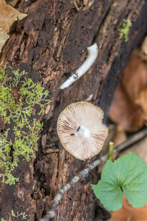 Pluteus Cervinus By Richard Jacob 2 Western Pennsylvania Mushroom Club