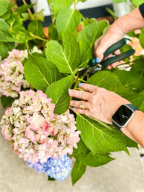 How To Dry Hydrangeas For Beginners A Step By Step Guide Cottage In