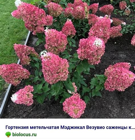 Самые красивые декоративные кусты - что уже растет, и что ищу ...