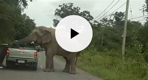 L elefante si avvicina all auto e quello che succede è incredibile