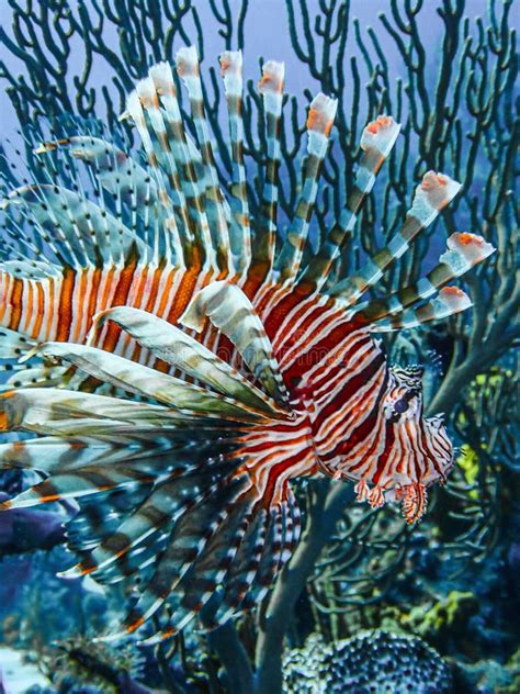 Invasive Red Lionfish Pterois Volitans In The Exuma Cays Bahamas