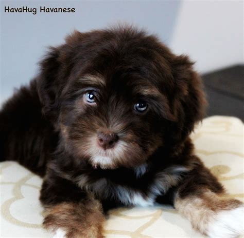 Chocolate Havanese Puppies For Sale