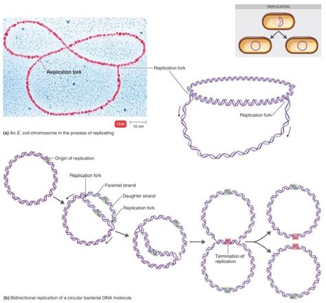 Origin Of Replication Bacteria