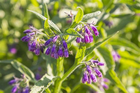 Easy To Grow Comfrey Wildflowers Plants Comfrey Plant Comfrey