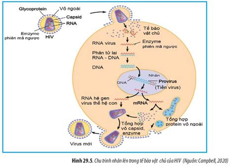 Quan sát Hình 29 5 hãy mô tả quá trình nhân lên của HIV trong tế bào