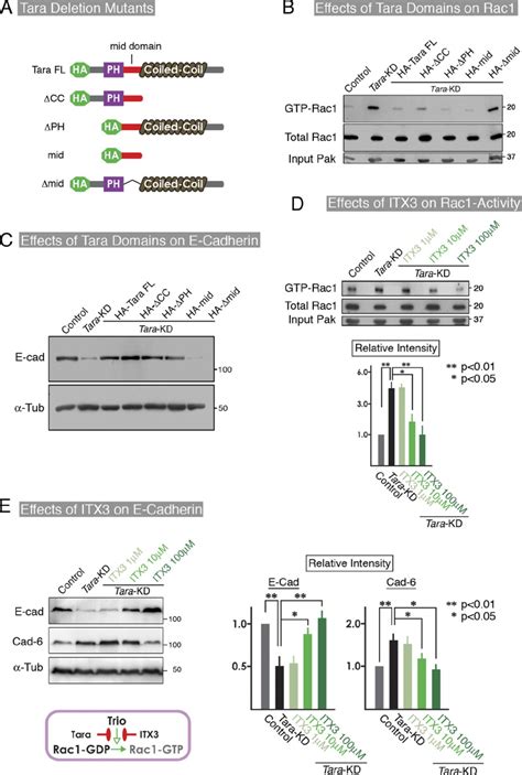 Involvement Of Trio In Tara KDdependent Regulation Of E Cadherin