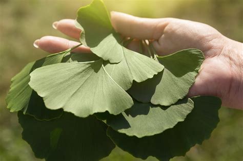 Ginkgo Biloba Bio Bienfaits Pour La Mémoire Et La Circulation