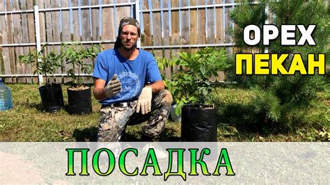 Посадка ореха Пекан в открытый грунт.(Средняя полоса России) - YouTube